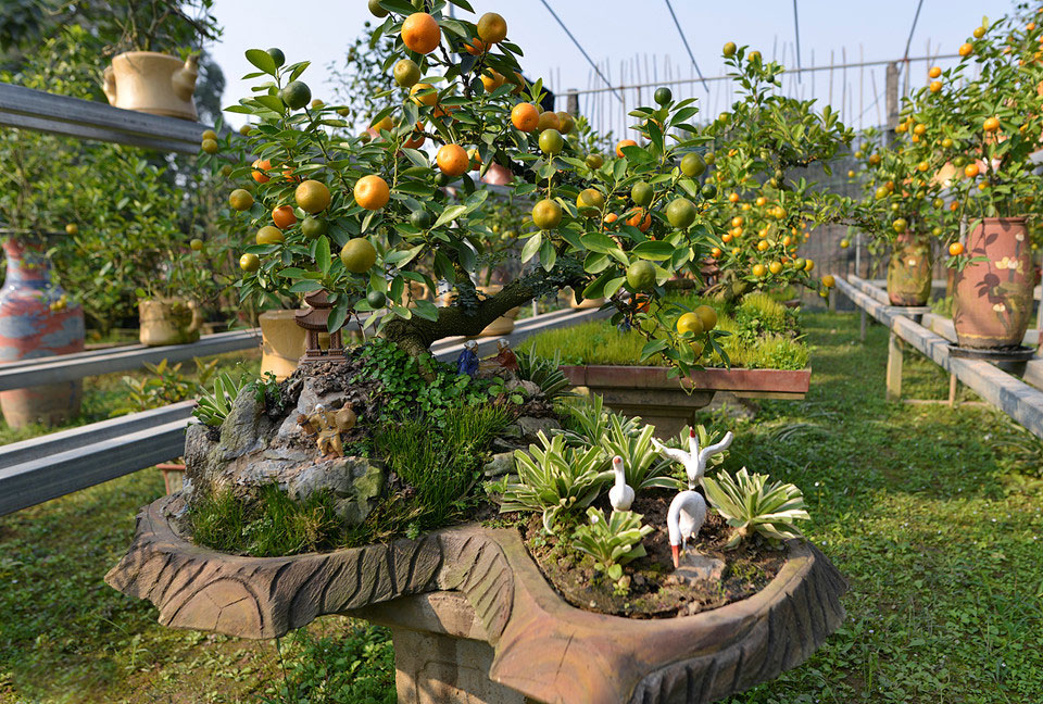 Quất ngự lưng chó đốm phục vụ Tết Nguyên đán